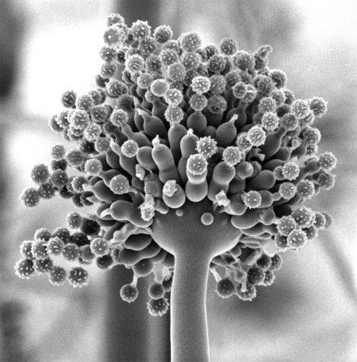 Värme Fukt Svamp Näring Syre Figur 3. Risk för svampangrepp på virke om alla tillväxtfaktorer är närvarande. 2.2.1 Mögelsvamp Mögelsvampar växer endast på virkesytor.
