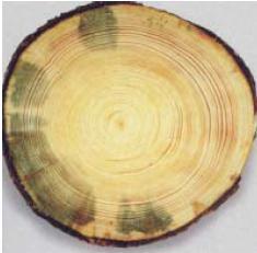 Figur 6. Insektsblånadsangrepp på gran (elektronisk referens [3]). 2.2.3 Rötsvamp Rötsvampar växer inne i träet och bryter ned vedfibrernas cellväggar, dvs. veden ruttnar.