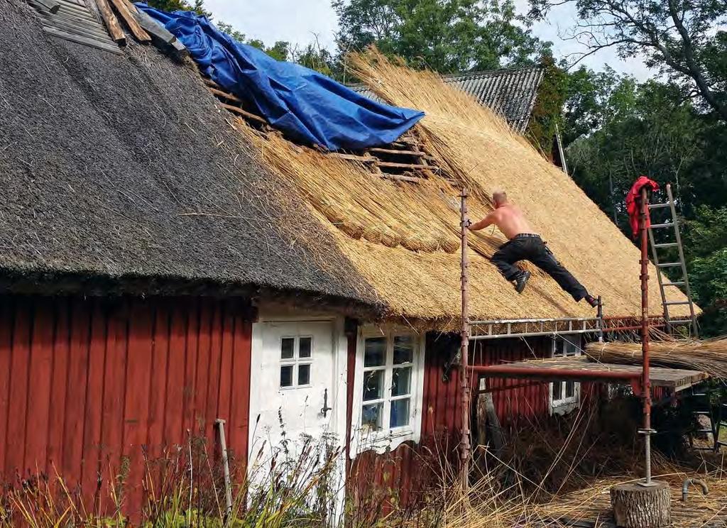 Tim Ekstrand från Vassapågarna ger boningshuset ny vasstäckning. Till vänster i bild syns ett sti med äldre täckning, vilken ännu är i god kondition och därför behålls i befintligt skick.