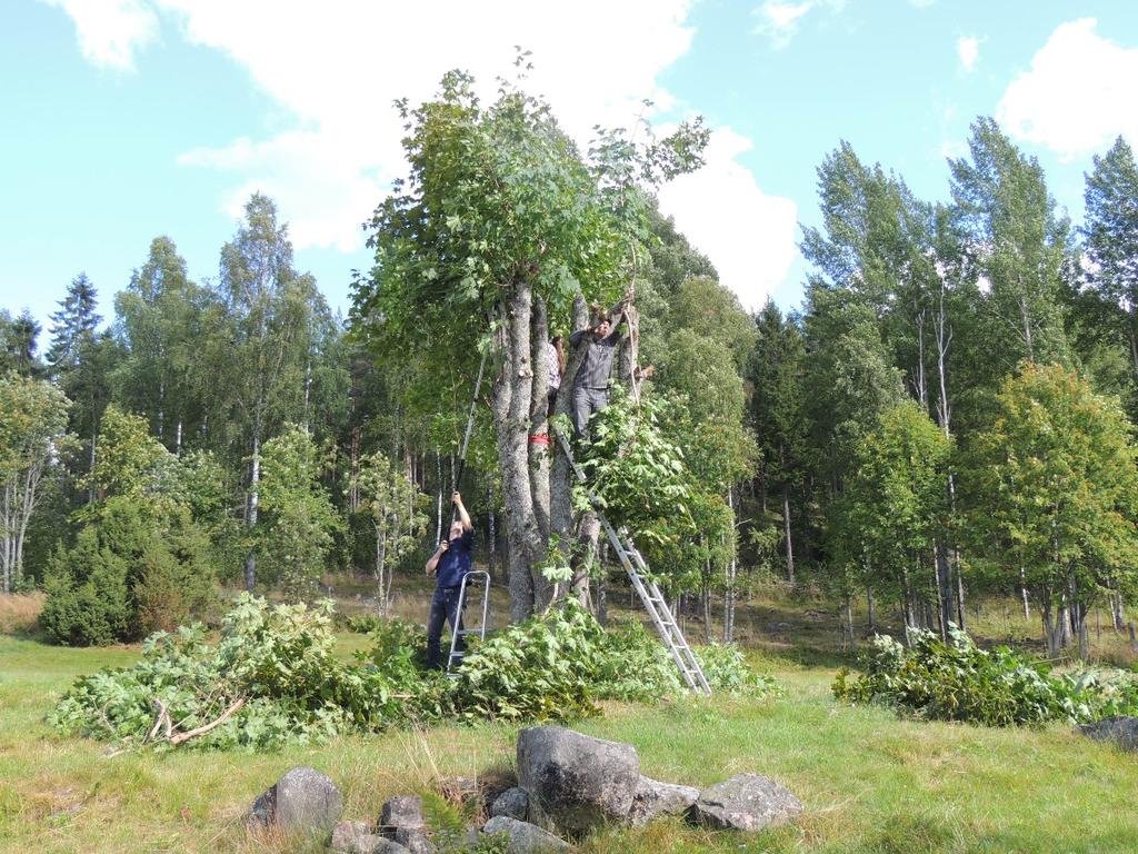 Hamling (lövtäkt) av en lön i slåttermarkerna på Källslätten, Falu kommun. Foto: Urban Gunnarsson augusti 2016.