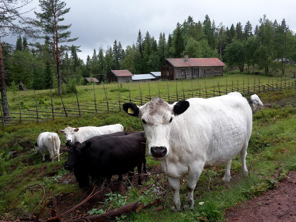 Fäbodar har traditionellt varit en mycket viktig det av det betesbruk som dominerade stora delar av Dalarna.