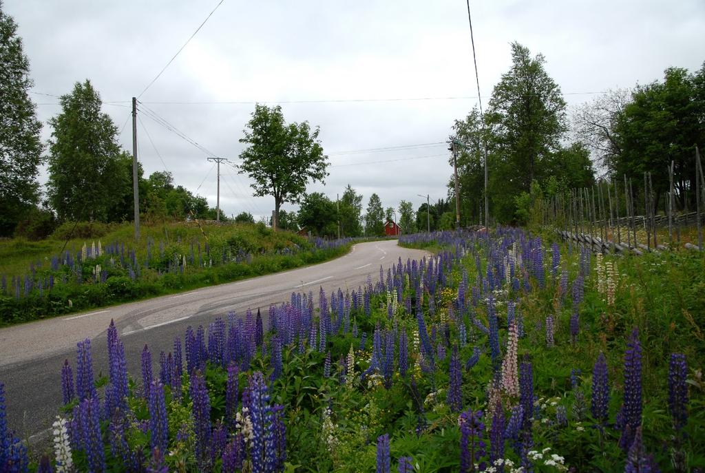 Ett av huvudargumenten för grön infrastruktur är bevarandet av växter och djur och strävan efter att bevara ekologiska funktioner.