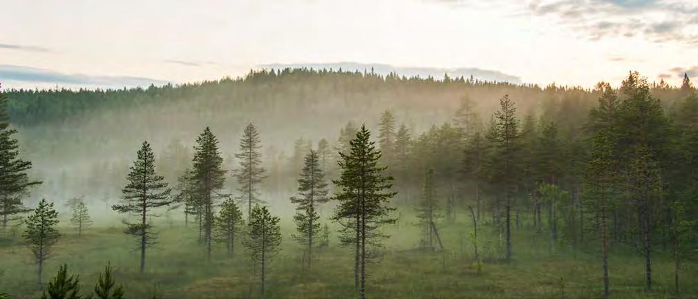 VERKSAMHETEN / VÄRDEGRUND OCH STRATEGI Värdegrund och strategi SCAs värdegrund är baserad på övertygelsen om skogens värde för en hållbar framtid för alla.