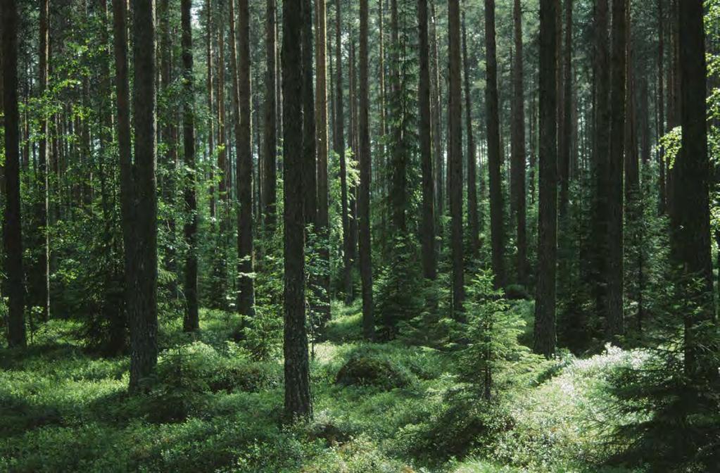 Introduktion Verksamheten Förvaltningsberättelse Finansiella rapporter Hållbarhetsnoter Övrigt Andel av koncernen 2017 Nettoomsättning 1 Justerad EBITDA 2 Sysselsatt kapital Antal anställda 23 % 34 %