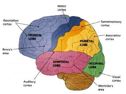 Orsaker Bakgrunden är neurologisk och ofta ärftlig Komplikationer under graviditet och förlossning, rökning under graviditet samt mycket låg födelsevikt kan också bidra Brister i uppväxtmiljön kan