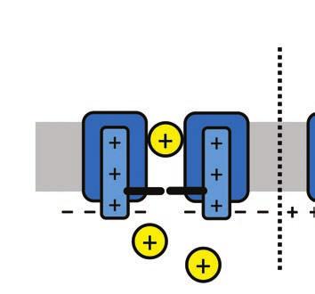 Den positiva spänningssensorn (1) förskjuts mot utsidan vilket leder till att kanalens port (2) öppnas varmed kaliumjoner (3) kan röra sig ut från nervcellen.