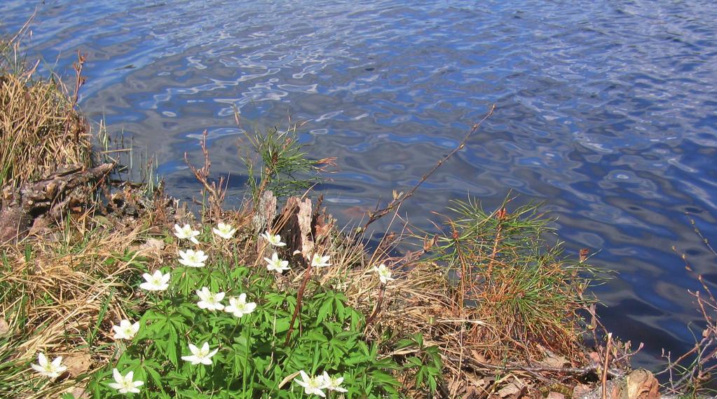 förvärvarna kan bli ansvariga om fastigheterna är förorenade. Avstyckningen i sig är dock inte att anse som ett förvärv.