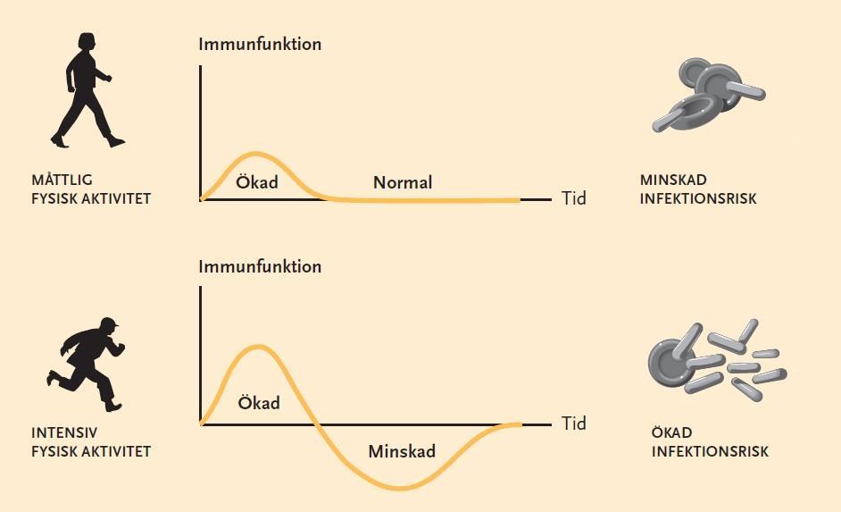 Intensivt arbete följs av en period av försvagad immunfunktion med minskad NKcellsaktivitet, dämpad lymfocytproliferation och sänkta nivåer av IgA-antikroppar i saliv.