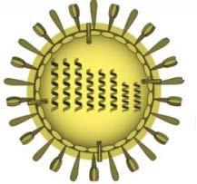 RNA-segment HIV: