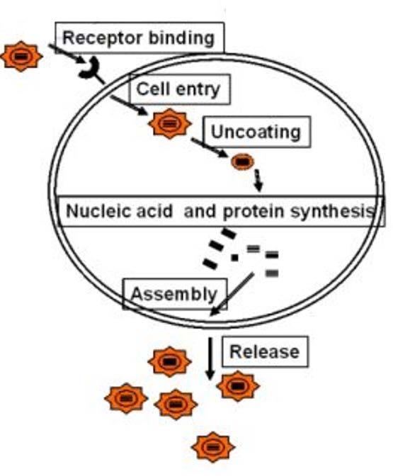 Virus livscykel: Antivirala medel: D A B C A: HIV B: Influensavirus