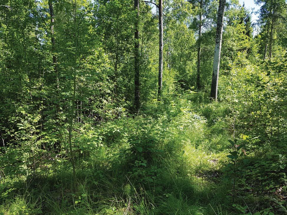 Inledning Den arkeologiska utredningen etapp 1 föranleddes av att Finspångs kommun planerar en exploatering inom fastigheten Nyhem 1:2, vid Sundsvägen.