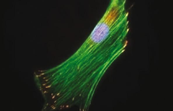 Ett tydligt biologiskt svar Kontroll Odifferentierad cell EXOGEN