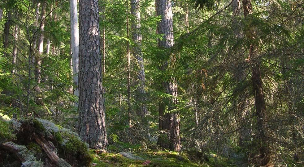 ed fokus på delaktighet, välbefinnande och hälsa Genombrottmetoden Tar vara på medarbetares kreativitet och ökar medarbetares delaktighet i verksamheten.