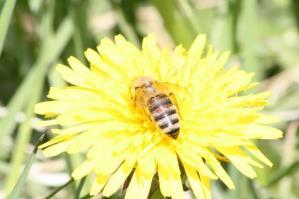 Vi tappar sav, gör salvor och tinkturer samt lär oss om flera läkande växter i vår nordiska flora.