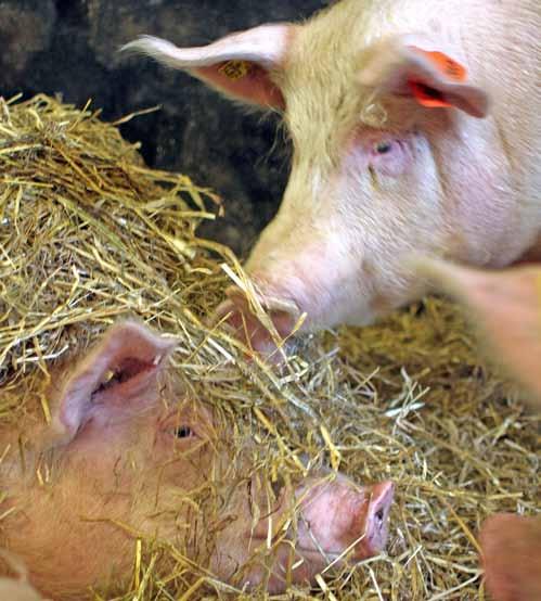 E FTER HÖNAN ÄR GRISEN det mest industrialiserade djuret bland lantbruksdjuren, vilket också innebär en del konflikter mellan det ekologiska lantbrukets idé och verklighetens grisproduktion.