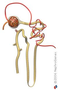 Inte bara glomerulär filtration Tubulär sekretion Ex.