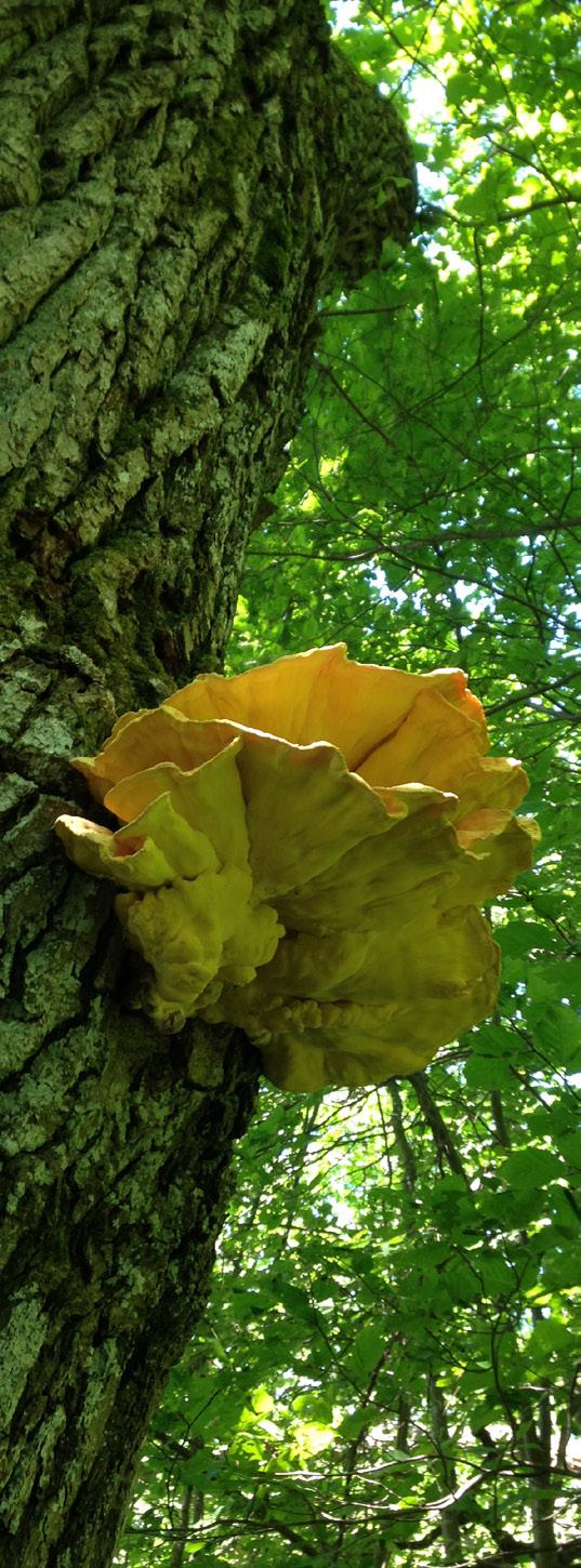 Rekommendationer Bevara gärna naturpartier på tomten och framförallt äldre träd vid nyanläggning av trädgård. Anlägg gärna ängsytor och buskage i anslutning till centrala gräsmattor.