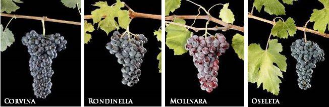 Lokala druvor i Veneto Hög fruktsyra och typiska aromer som ofta förknippas med mogna körsbär och mandel. Rondinella ger stora skördar av druvor med tjockt skal och örtiga aromer.