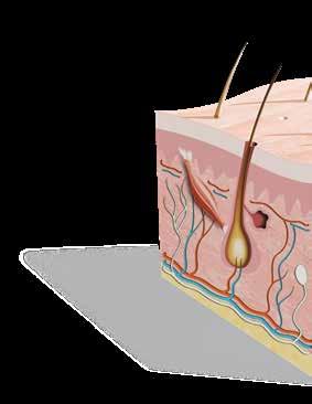 Hudens uppbyggnad Överhud Läderhud Underhud Huden är kroppens största organ och den har en yta på nästan två kvadratmeter.