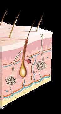 Talgkörtel Ekrin svettkörtel Hårsäck Apokrin svettkörtel Huden innehåller även: Hårsäckar: små hål i överhuden där hårstrån kommer ut Svettkörtlar: körtlar i läderhuden eller underhuden där svett