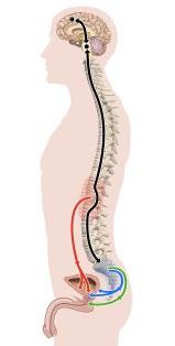 fint samspel mellan urinblåsan och urinröret. Blåstömningen styrs via centrala nervsystemet genom ett mycket komplicerat samspel mellan det viljestyrda och det icke viljestyrda nerv systemet.