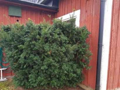 Fasad: Stående träpanel Terrängförhållanden: Trädgårdstomt Övrigt: Uthus och veranda är ej med i besiktningen. Garage/Carport: Garage i uthus, ingår inte i besiktningen Besiktningsutlåtande 1.