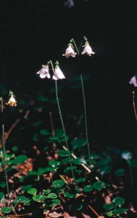 FLORAFÖRÄNDRINGAR av seklet. Lärken blev dock i stor utsträckning utslagen av lärkkräftan Trichoscyphella willkommii och man övergick till att plantera den sibiriska lärken L. sibirica i stället.