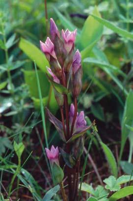 BOHLIN Figur 11. Tidig fältgentiana Gentianella campestris var. suecica har minskat betydligt under senare år. Denna slåtteranpassade varietet av arten blommar i juni juli.