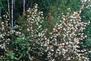 FLORAFÖRÄNDRINGAR Figur 14. Häggmisplarna (här Amelanchier confusa) är nordamerikanska buskar eller små träd som förvildats och naturaliserats i stor omfattning under det gångna seklet.