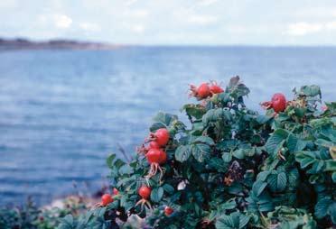 FLORAFÖRÄNDRINGAR Figur 16. Den ursprungligen östasiatiska vresrosen Rosa rugosa har på bara femtio år spritt sig ofantligt längs kuster och vägar.