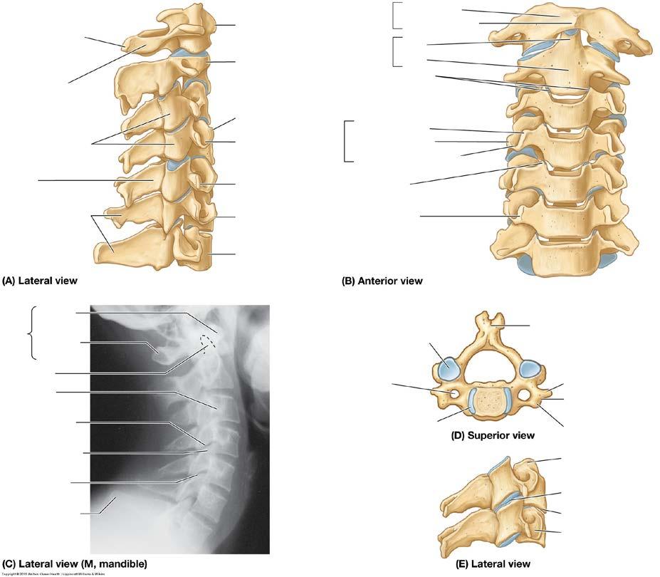 DEL 1 Skelettet (27 p) 1 2 4 3 9