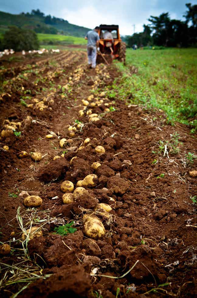 POTATIS 12 FOODSOLUTIONS PÅ ORKLA FOODS