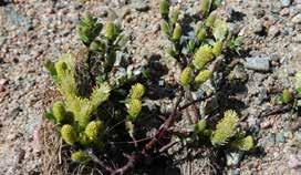 Tanken är att efterlikna det torra hedlandskap som finns i många områden i Sandsjöbacka naturreservat. Växtbäddarna är uppbyggda med jord från liknande vegetation s typer.