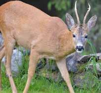 Bestånd finns i Sandsjöbackas naturreservat och tanken är att förekomsten på ekodukten kompletterar dessa, se figur 20.