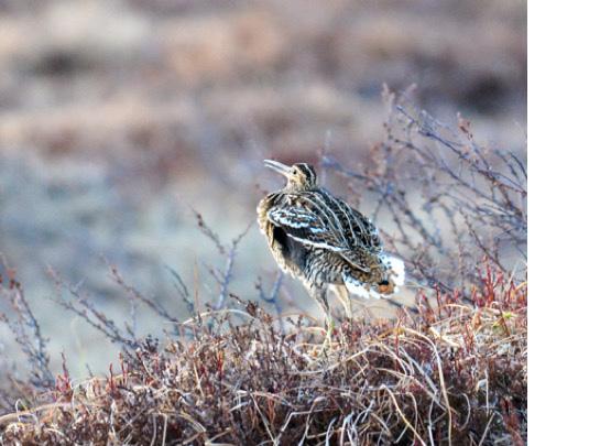 Svamputställning på Naturcentrum Måndag 24 september kl. 17.00-18.30 Vi gör en utställning av de svampar som vi hittat under veckoslutet.