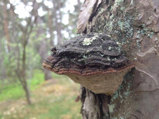 Samlingsplats: Fröbergets parkering, Tinnerö eklandskap Kostnad: 20 kr Botanisk exkursion i Kindabygden Söndag 19 augusti kl. 09.