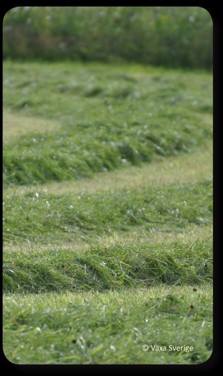 Billigaste proteinet odlar ni själva! BRA ensilage räcker långt.