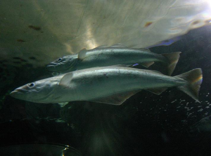 Du kan tillfälligt använda en brygga som ligger utanför en tomt. Om den som äger bryggan själv behöver använda bryggan måste du självklart flytta på dig.