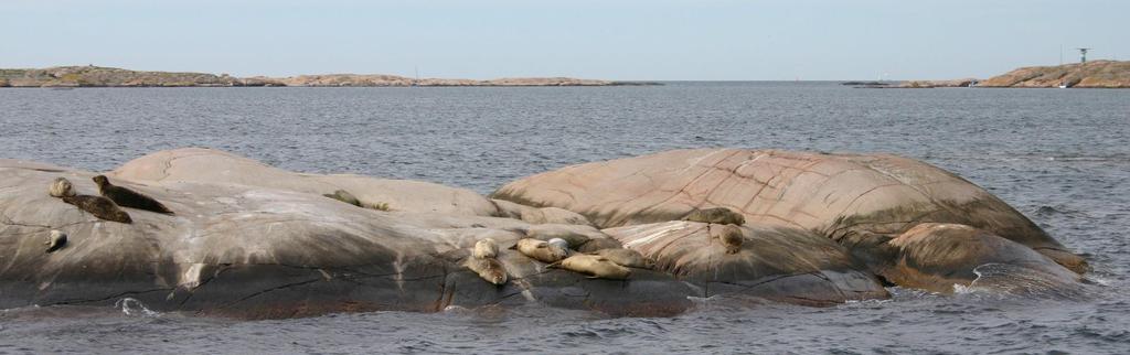 Jag visar alltid hänsyn mot djur och människor i naturen Visst är det roligt att röra sig fritt i naturen men tänk på att du kanske skrämmer andra människor, och djur för den delen, som gör helt