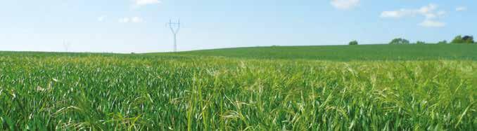 Sololösning och skonsam mot grödan - bäst effekt vid ogräsets tvåbladsstadium och temperatur över +1 C.