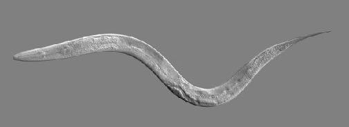 En människa har ca 86 miljarder nervceller i hjärnan. Den millimeterstora rundmasken Caenorhabditis elegans har exakt 302 nervceller i cns.