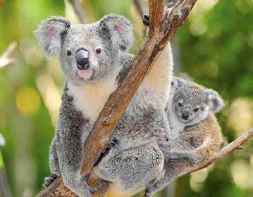 27 nov Vi fortsätter söderut längs Queenslands kust ombord vårt fartyg.