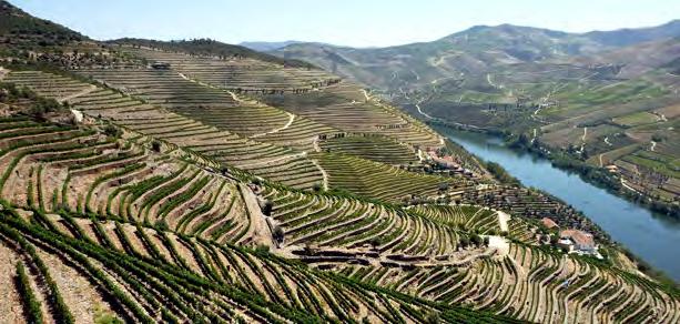 Portugal Alentejo Quinta do Mouro 1989 planterade tandläkaren Miguel Douro sex hektar vingård i Estremoz i hjärtat av Alentejo.