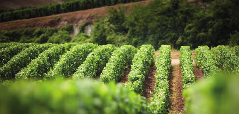 Firman äger idag 85 hektar vingårdar runt Epernay och dessa täcker 45 % av produktionen, resterande 55 % tas från Pinot-byar runt omkring Epernay. Produktionen är cirka 1,7 miljoner flaskor per år.