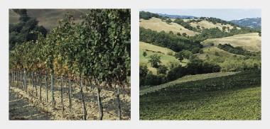 Italien Azienda Agricola Poggiopaoli Denna lilla egendom är belägen i Maremma (appellationen Morellino di Scansano DOC ) i Toscana.