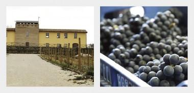 Italien Tabarrini I fyra generationer har familjen Tabarrini varit involverade i vinodling och vinproduktion.