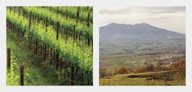 Italien Luciana di Piccin Fabrizio Fabrizio Piccin och Cecilia Naldoni kommer ursprungligen from Montepulciano i Toscana där de fram till år 2003 producerade fantastiska viner.