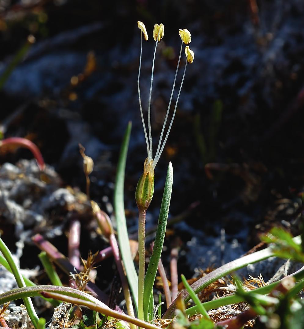 Ett långsträckt hårigt pistillmärke kan anas på bilden nedan. foto: Marita Westerlind. Gotland, Vamlingbo s:n, Holmhällar.