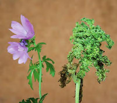 och slingrande, samt gallkvalstren visade att även den röda hårfilten orsakats av samma art. För Sverige ny värdväxt. Malva alcea moschata mellanmalva. Skottspetsgall av Aceria gymnoprocta.