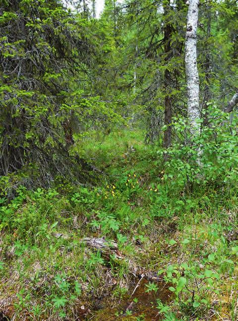 Lokalen Den lokal jag följt ligger i Kiruna kommun, på norra sidan av Torne älv, drygt tio kilometer norr om Svappavaara by.